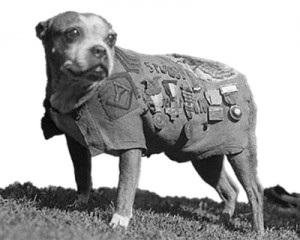 sgt-stubby