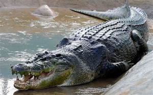 Crocodile_2811605b (1)